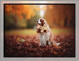 Licie, Cavalier King Charles spaniel, Park, Jesie